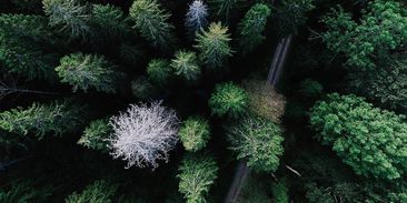 Do boje s kůrovcem letí drony. Včas odhalí nebezpečí nákazy