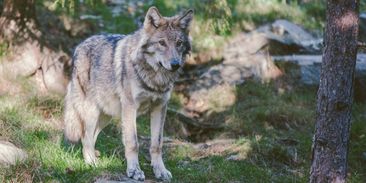 Šelmy v Česku: do krajiny nepatří jen ovce a kozy, ale i vlk