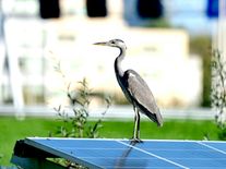 Fotovoltaika a ptáci: rizikovější je pro ně střet s chatou, soláry mohou biodiverzitu i podpořit