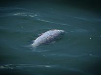 Elektrárna odebrala Otavě vodu, vysušila koryto a způsobila úhyn ryb i raků