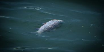 Elektrárna odebrala Otavě vodu, vysušila koryto a způsobila úhyn ryb i raků