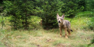 Další zastřelený vlk, ochránci přírody volají po speciálním policejním týmu