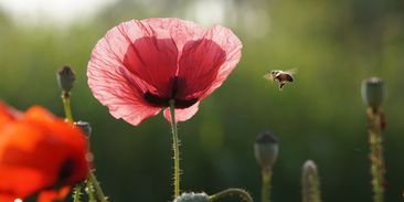 Keře a luční kvítí se vrací do krajiny a měst, aby podpořily včely a čmeláky