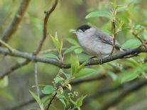 Z otevřené krajiny zmizelo čtyřicet procent ptáků. Ornitologové vysvětlují proč