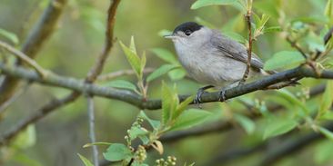Z otevřené krajiny zmizelo čtyřicet procent ptáků. Ornitologové vysvětlují proč