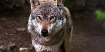 Napadení člověka vlkem je nepravděpodobné, stát ale povolí odstřel problémových jedinců