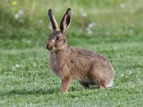 Šíření nemoci krvavých očí zajíců se zastavilo. Pomohlo letošní enormní sucho