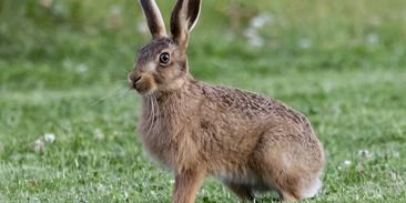 Šíření nemoci krvavých očí zajíců se zastavilo. Pomohlo letošní enormní sucho