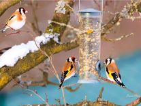 Začíná Ptačí hodinka. Zapojte se do sčítání ptáků, pomůžete vědě i přírodě