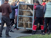 Nelegálně držené lvice a pumy našly dočasný domov. Zachránilo je záchranné centrum