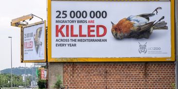 Lovecké masakry či změna klimatu: ohrožením pro stěhovavé ptáky je člověk
