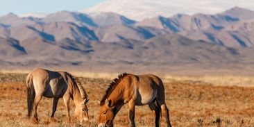 Nejen Mongolsko. Převaláci z pražské zoo by se mohli vrátit také do Kazachstánu