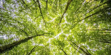 Jak zachránit svět? Vysaďte biliony stromů, říká švýcarská studie
