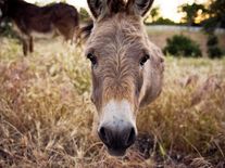 Španělsko našlo nečekané řešení velkých požárů. Proti ohni nasazuje osly