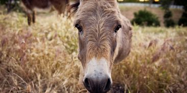 Španělsko našlo nečekané řešení velkých požárů. Proti ohni nasazuje osly