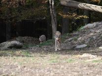 Poslední vlk na útěku trhá ovce, škody uhradí národní park