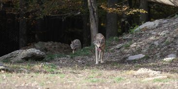 Poslední vlk na útěku trhá ovce, škody uhradí Národní park