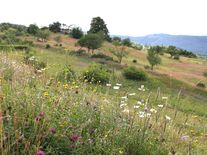 Ježíšek nestíhá? Darujte kousek divoké přírody nebo pomozte zvířatům v nouzi