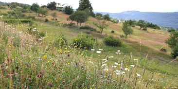Ježíšek nestíhá? Darujte kousek divoké přírody nebo pomozte zvířatům v nouzi