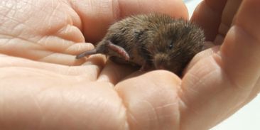 Budeme na pole znovu rozsypávat jedy? Ministerstva jednají o použití Stutoxu