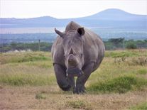 Záchrana na poslední chvíli. Vědci dosáhli průlomu v umělém oplodnění vyhynulých nosorožců
