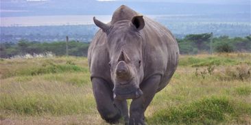 Záchrana na poslední chvíli. Vědci dosáhli průlomu v umělém oplodnění vyhynulých nosorožců