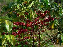 Silné dešťové období v Brazílii zabíjelo, světová produkce arabiky je v ohrožení