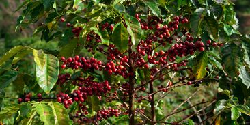 Silné dešťové období v Brazílii zabíjelo, světová produkce arabiky je v ohrožení