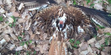 Dalšího traviče vzácných dravců pomohla vypátrat psí hlídka ornitologů