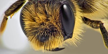 Nové solární panely z perovskitu připomínají včelí oko