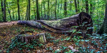 Uhlík z mrtvých stromů je součástí přírody. Emise zvyšuje spalování fosilních paliv