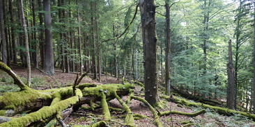 Staré vzácné lesy mizí alarmujícím tempem. Evropští vědci vyzvali k jejich záchraně