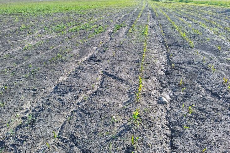 Kukuřičné pole na erozní půdě