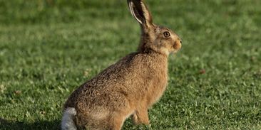 Zajíci plní chemie. Jejich moč obsahuje přípravek na hubení plevele