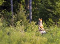 Česku se nedaří zastavit pokles biodiverzity. Úbytek druhů přiznává i Ministerstvo životního prostředí