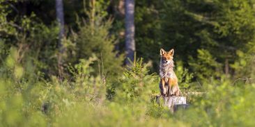 Česku se nedaří zastavit pokles biodiverzity. Úbytek druhů přiznává i Ministerstvo životního prostředí