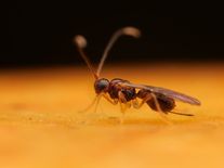 Parazitické vosičky jsou jako filmový Vetřelec. Hubí hmyzí škůdce, jenže jim škodí oteplování