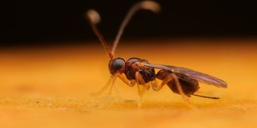 Parazitické vosičky jsou jako filmový Vetřelec. Hubí hmyzí škůdce, jenže jim škodí oteplování
