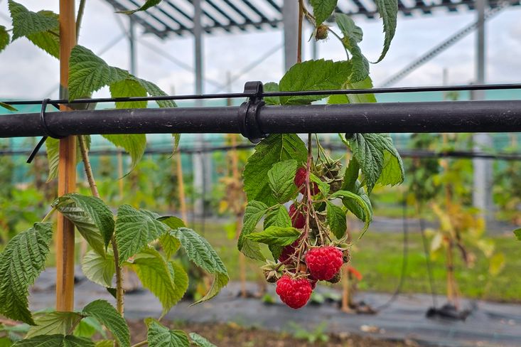 Agrovoltaické maliny jsou chutné a šťavnaté