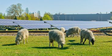 Solární panely ochrání úrodu před mrazem i krupobitím. Jak bude v Česku fungovat agrivoltaika?