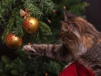 Jsou české vánoční stromky ekologické? Rozhodně víc než ty umělé, vysvětluje pěstitel