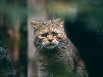 Zavalitý predátor opět spatřen na Křivoklátsku. Kočka divoká může měřit přes jeden metr