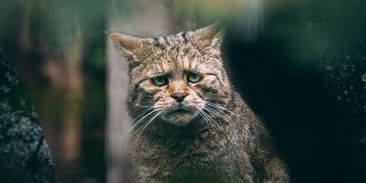 Zavalitý predátor opět spatřen na Křivoklátsku. Kočka divoká může měřit přes jeden metr