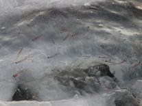 Velryby jsme zachránili. Jenže, co když nebudou mít co žrát?