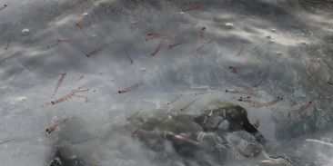 Velryby jsme zachránili. Jenže, co když nebudou mít co žrát?