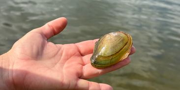 Slapy ustupují, škeble zůstávají na suchu. Ochránci potřebují další pomoc