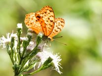 Klimatická změna vyhnala z původního domova už každého desátého motýla