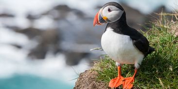 Tak masový úhyn neviděli ochránci přírody roky. Tisícovky ptáků jsou po smrti