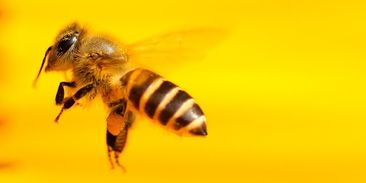 Morgan Freeman jako zachránce včel: daroval jim 50 hektarů přírody