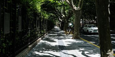 Stromy ve městech bojují o přežití. V některých ulicích už nikdy neporostou